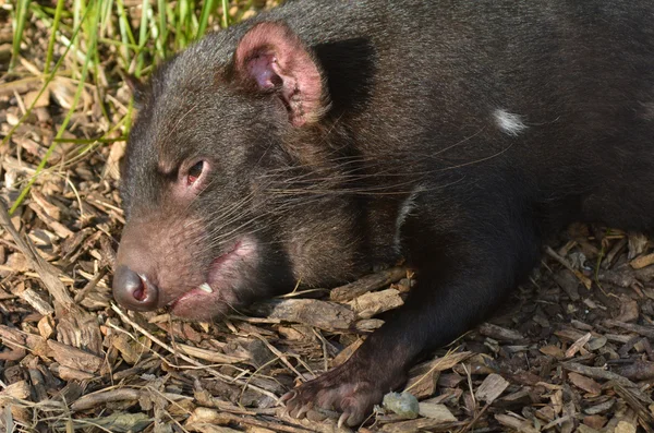 Tasmanischer Teufel ruht sich aus — Stockfoto