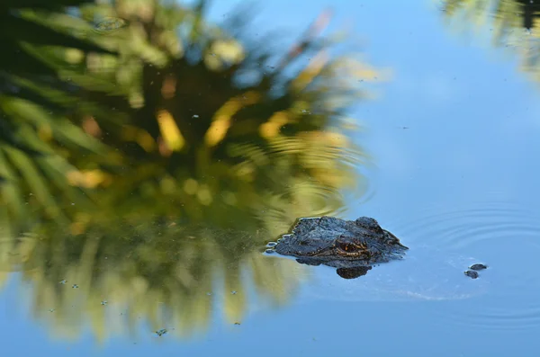 Alligator américain Camouflage dans l'eau — Photo