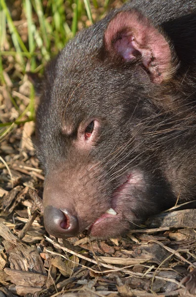 Tasmanian paholainen kasvot — kuvapankkivalokuva