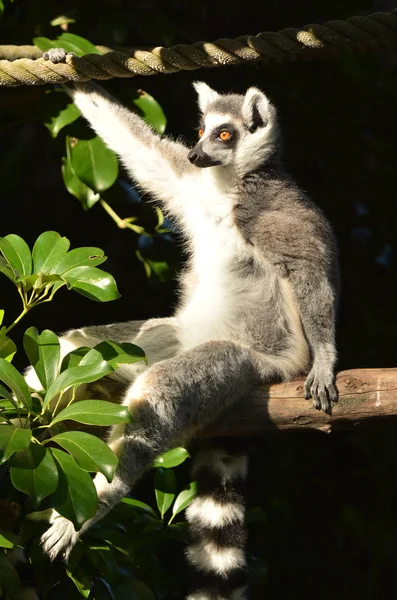 Lemur-de-cauda-anelada sentar-se em um galho de árvore — Fotografia de Stock