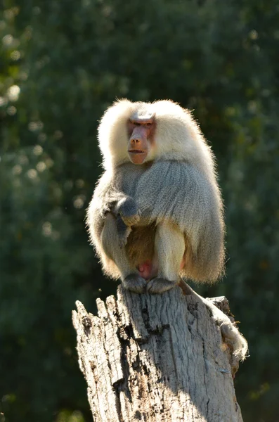 Babuíno Hamadryas macho sentar-se em um tronco de árvore — Fotografia de Stock