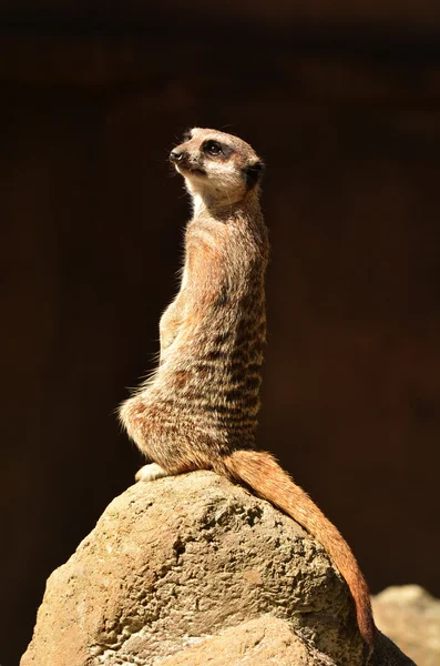 Meerkat stojący wpisu — Zdjęcie stockowe