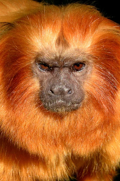 Lion d'or tamarin — Photo