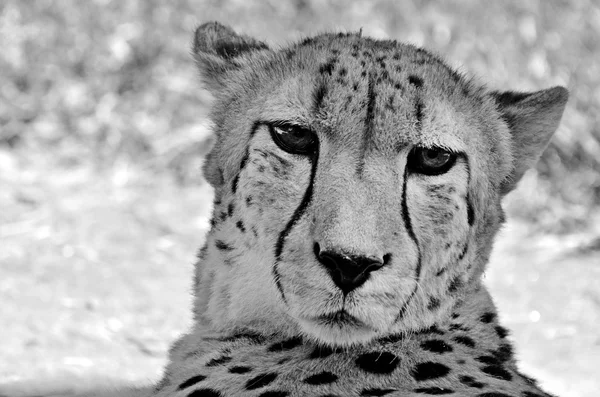 Sydafrikanska cheetah ansikte — Stockfoto