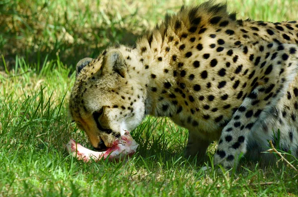 South African Cheetah jedzenie zdobycz — Zdjęcie stockowe