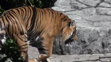 Sumatra kaplanı (Panthera tigris sumatrae) yürür