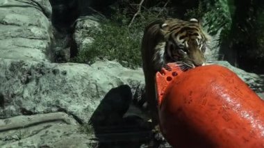 Sumatra kaplanı (Panthera tigris sumatrae) yürür