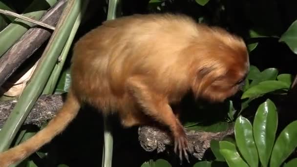 Un lion d'or tamarin — Video