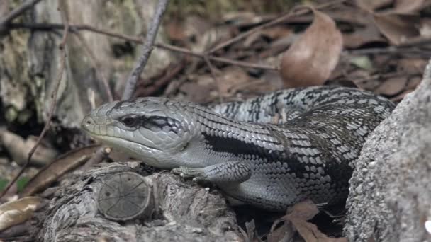 Lagarto de lengua azul oriental (Tiliqua scincoides scincoides) skink — Vídeo de stock