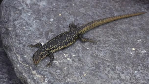 Grande skink senta-se em uma rocha — Vídeo de Stock