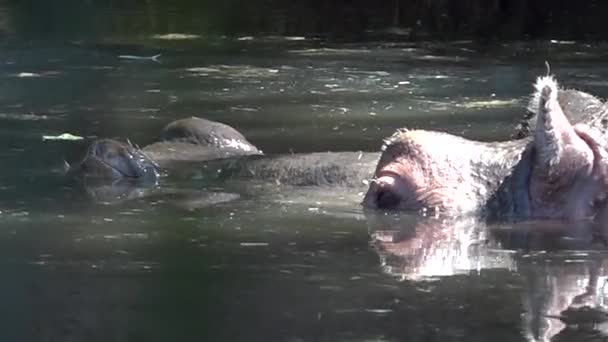 Hipopótamo rosto na água — Vídeo de Stock