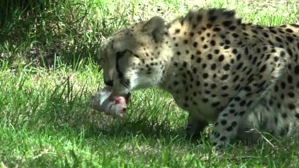 Guepardo sudafricano comiendo presas en la sabana — Vídeo de stock