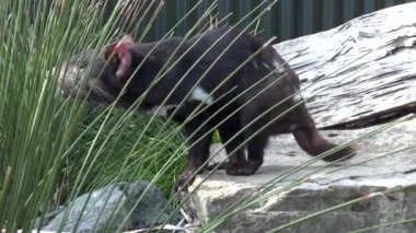 Tazmanya nesli tükenmekte olan hayvan