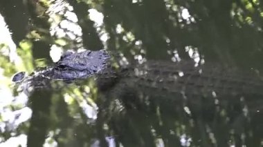 Amerikan timsahı kadar suya yakın