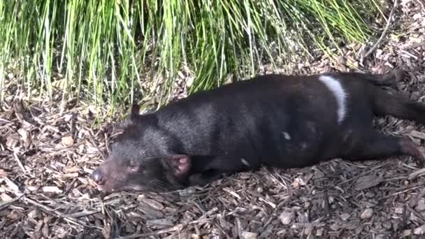 Tasmanska djävulen sover — Stockvideo