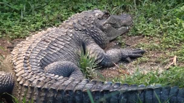 Amerikaanse Alligator endemisch in het zuidoosten van de Verenigde Staten — Stockvideo