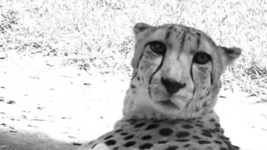 Güney Afrikalı cheetah yüz yakın ve kişisel kadar