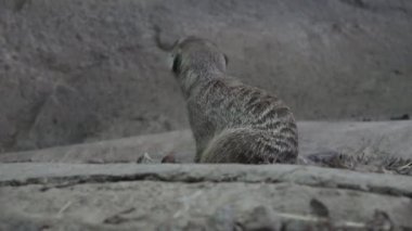 Çöl faresi (Suricata suricatta) kendini temizler.