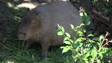 Capibara (Hydrochoerus hydrochaeris) ot yiyor
