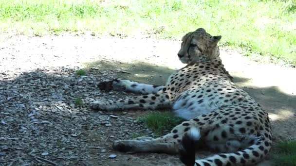 South African Cheetah relaxing in the Savannah — Stock Video