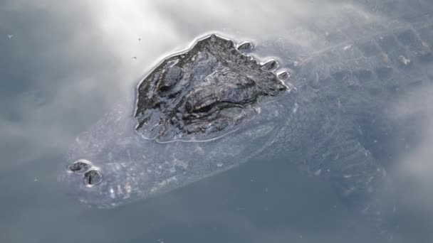 American alligator up close and personal in the water — Stock Video