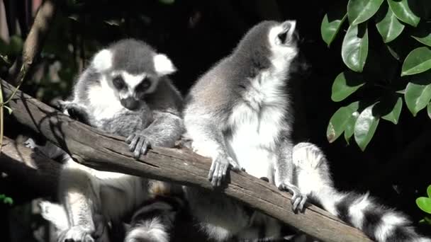 Två Ring-tailed lemur sitta på en gren. — Stockvideo