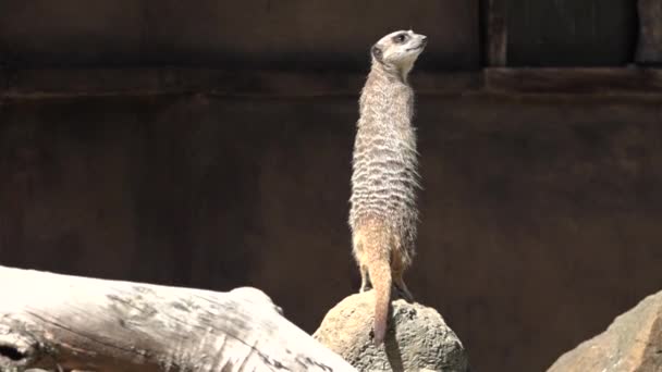 Meerkat (Suricata suricatta) en alerte 