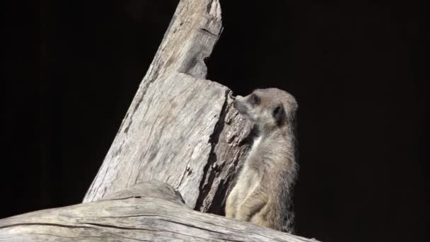 Meerkat (Suricata suricatta) em alerta . — Vídeo de Stock