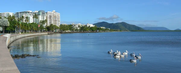 Des pélicans nagent contre Cairns front de mer skyline — Photo