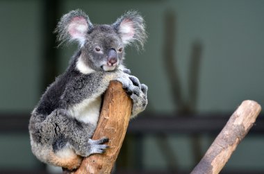 Koala sit on a tree looks at the camera clipart