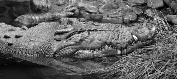 Rosto de crocodilo de água salgada — Fotografia de Stock