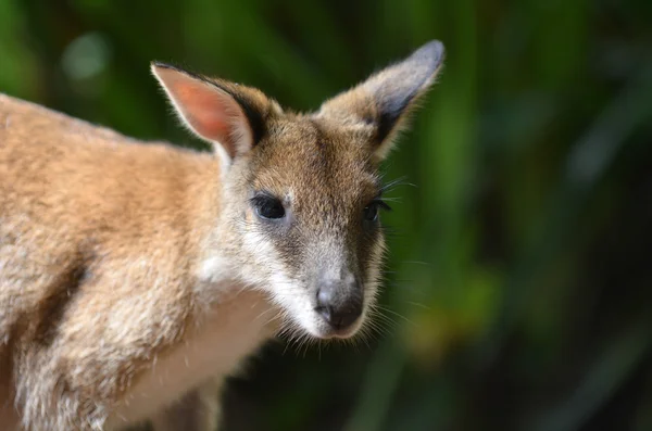 Fürge wallaby Queenslandben Ausztráliában — Stock Fotó