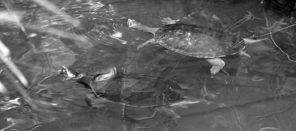 Deux tortues jaunes du Nord nagent en eau douce — Photo
