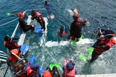 İnsanlar şnorkel ve dalış bir platformda büyük bariyer dan