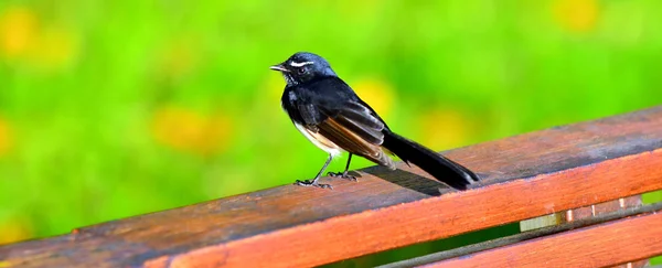 Aves-de-mel-chinesas pretas — Fotografia de Stock