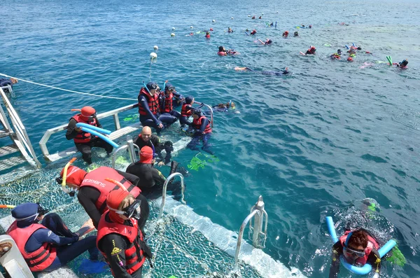 Mensen snorkelen en duiken van een platform in de grote barrière — Stockfoto