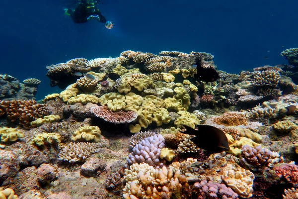 Meereslebewesen am Great Barrier Reef Königinnen Australiens — Stockfoto