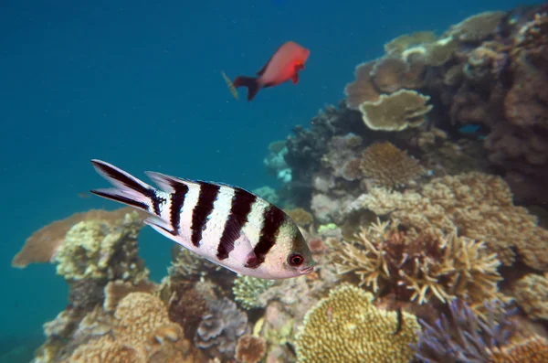 Tropické ryby plavou v korálovém útesu na velkém bariérových útesech — Stock fotografie