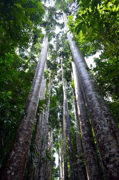 Paronella Park en Queenland Australia — Foto de Stock