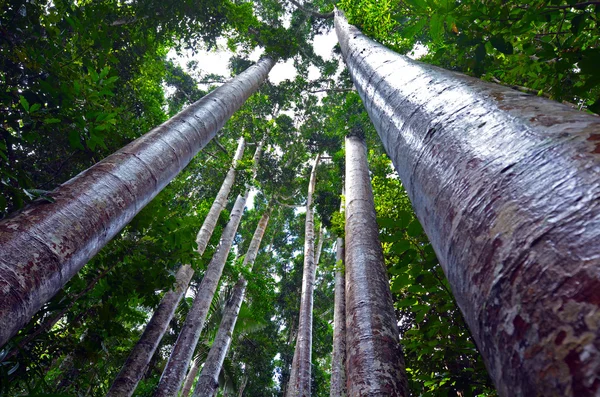 Paronella Park en Queenland Australia — Foto de Stock