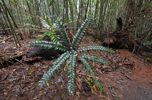 Paronella 公園でフラミンゴ豪州産の熱帯雨林の植物や木 — ストック写真