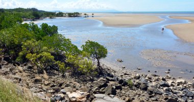 Queenslan içinde Avustralya mangroves ile vahşi bir plaj manzara