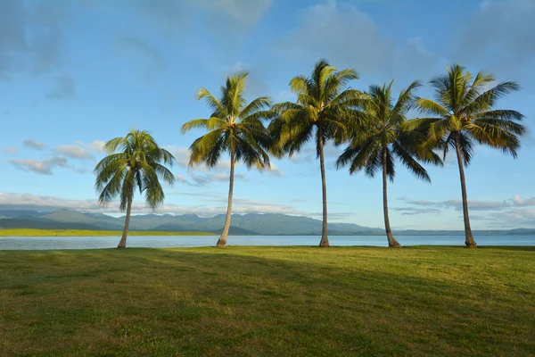 Wiersz z palmami w Port Douglas Queensland Australia — Zdjęcie stockowe