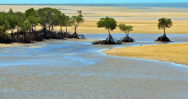 Paesaggio di una spiaggia selvaggia con mangrovie australiane a Queenslan — Foto Stock