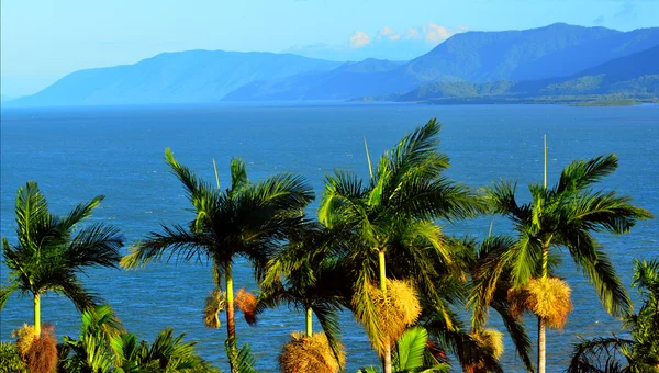 Row of palm trees in Port Douglas Queensland  Australia — Stock Photo, Image