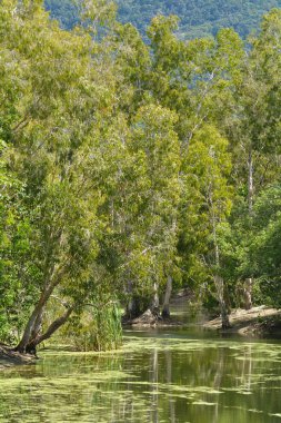 Sakız ağaçları vahşi peyzaj büyümek bir nehir lagün Queensland