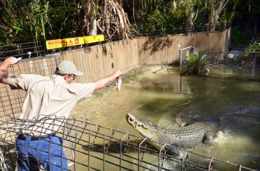 Trainer and and Saltwater Crocodile during an Attack Show in Que