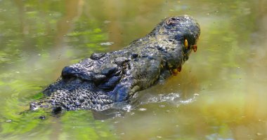 Tuzlu su timsahı yüz 