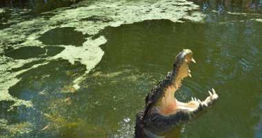 JAWS bir tuzlu su timsah sudan sıçrama 