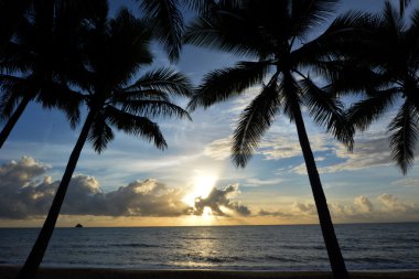 Queensland Avustralya güneş doğarken palm Cove